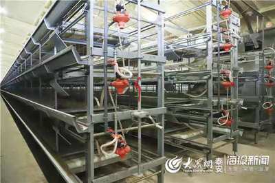 泰安市肉鸭立体养殖创新项目和模式在全省推广